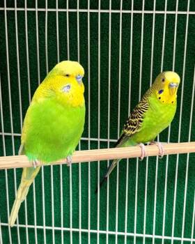 Max And Rufus -  Parakeet Bird for Adoption in Novato, California - Max And Rufus | PetCurious