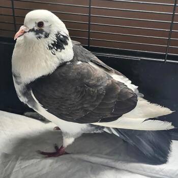 Satellite -  Pigeon Bird for Adoption in Chicago, Illinois - Satellite | PetCurious