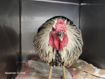 FRANK -  Chicken Bird for Adoption in Santa Cruz, California - FRANK | PetCurious
