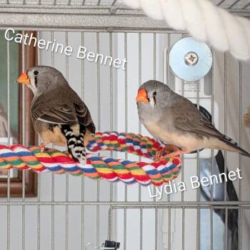 The Bennet Girls -  Finch Bird for Adoption in Ballwin, Missouri - The Bennet Girls | PetCurious