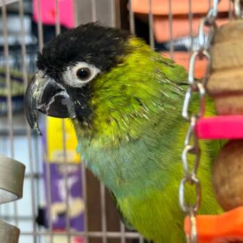 Conure Birds Available for Adoption in Quakertown, Pennsylvania - Rocky | PetCurious