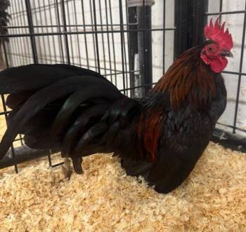 Winston -  Chicken Bird for Adoption in Des Moines, Iowa - Winston | PetCurious