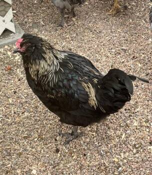 Storm -  Chicken Bird for Adoption in Golden, Colorado - Storm | PetCurious