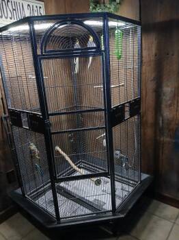 2 COCKATIELS -  Parakeet Bird for Adoption in Northwood, Ohio - 2 COCKATIELS | PetCurious