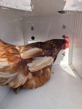 Chicken Birds Available for Adoption in Ontario, California - A008391 | PetCurious
