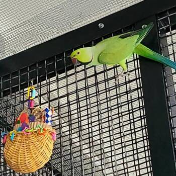 Parakeet Birds Available for Adoption in Kanab, Utah - Ramses | PetCurious