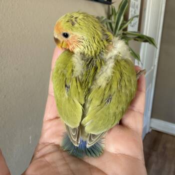 Ladie -  Lovebird Bird for Adoption in Corona, California - Ladie | PetCurious