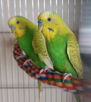 Budgie Budgerigar Birds Available for Adoption in Montreal, Quebec - Jama | PetCurious