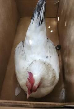 1-10 -  Chicken Bird for Adoption in San Antonio, Texas - 1-10 | PetCurious