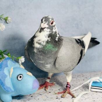 Edie -  Pigeon Bird for Adoption in Chicago, Illinois - Edie | PetCurious