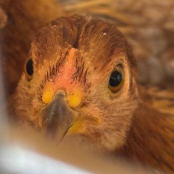 109182 -  Chicken Bird for Adoption in Las Cruces, New Mexico - 109182 | PetCurious