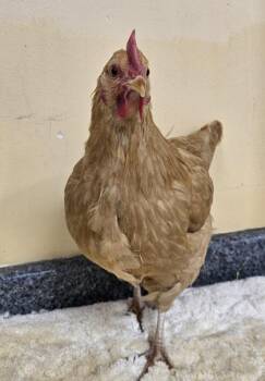 Lime -  Chicken Bird for Adoption in Westland, Michigan - Lime | PetCurious