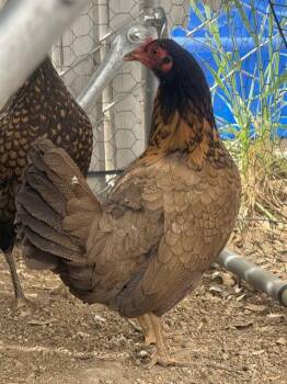 Chicken Birds Available for Adoption in Ontario, California - DUMPLING | PetCurious