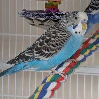 Wilber -  Parakeet Bird Available for Adoption in Kanab, Utah - Wilber | PetCurious