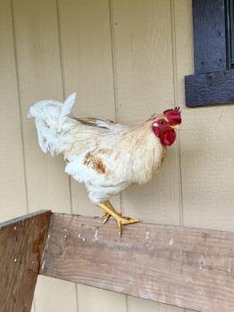 Chicken Birds Available for Adoption in Ravenna, Ohio - Jack | PetCurious