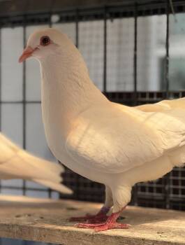 Matcha -  Pigeon Bird for Adoption in Oakland, California - Matcha | PetCurious