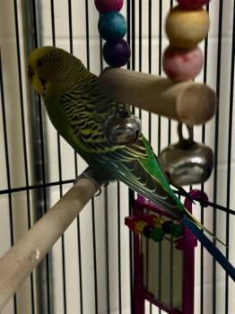 FRANKY -  Parakeet Bird for Adoption in Methuen, Massachusetts - FRANKY | PetCurious