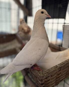 Percy -  Pigeon Bird for Adoption in Oakland, California - Percy | PetCurious