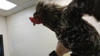 A184726 -  Chicken Bird for Adoption in Tulsa, Oklahoma - A184726 | PetCurious