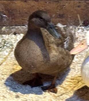 Duck Birds Available for Adoption - TUESDAY | PetCurious