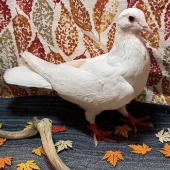 Humberto -  Pigeon Bird for Adoption in Chicago, Illinois - Humberto | PetCurious
