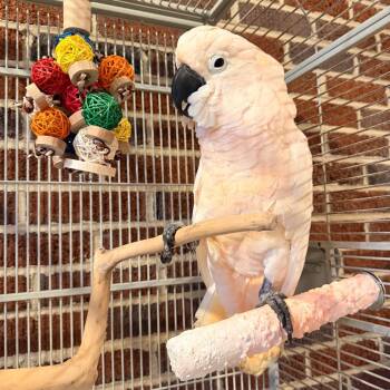 Cosmo -  Cockatoo Bird for Adoption in Stokesdale, North Carolina - Cosmo | PetCurious