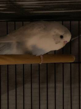 Cloud -  Parakeet Bird for Adoption in Raleigh, North Carolina - Cloud | PetCurious