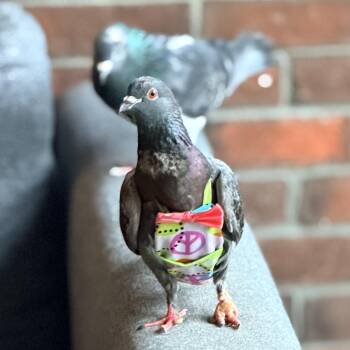 Pigeon Birds Available for Adoption in Chicago, Illinois - Challonet | PetCurious