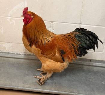 Chicken Birds Available for Adoption in Saint Charles, Missouri - Obie | PetCurious