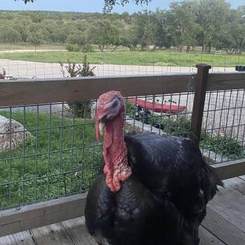 Jackson Turkey -  Turkey Bird Available for Adoption in Long Beach, California - Jackson Turkey | PetCurious