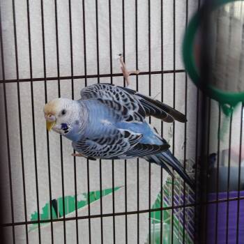 Bluberry -  Budgie Budgerigar Bird for Adoption in Modesto, California - Bluberry | PetCurious
