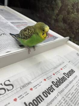 JODY -  Parakeet Bird for Adoption in Pueblo, Colorado - JODY | PetCurious