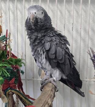 Emma -  African Grey Bird for Adoption in Elizabeth, Colorado - Emma | PetCurious