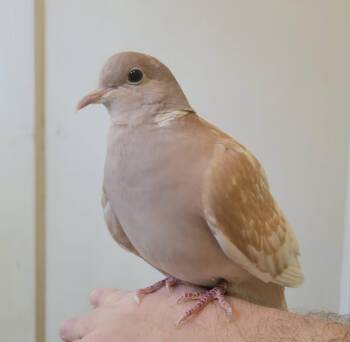 Paloma -  Dove Bird for Adoption in West Newton, Pennsylvania - Paloma | PetCurious