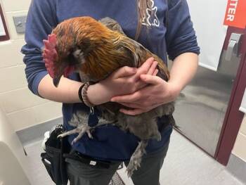 Chicken Birds Available for Adoption - CLUCK NORRIS | PetCurious