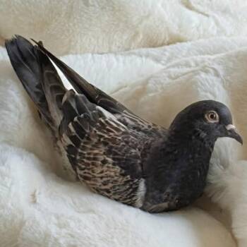 RooRoo -  Pigeon Bird for Adoption in Chicago, Illinois - RooRoo | PetCurious