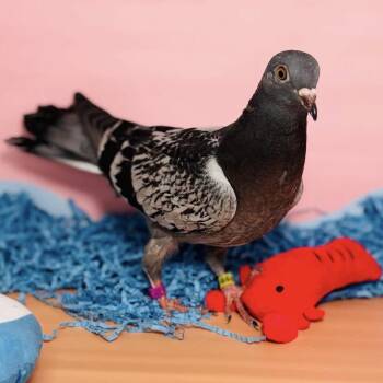 Nashira -  Pigeon Bird for Adoption in Chicago, Illinois - Nashira | PetCurious
