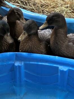 Duck Birds Available for Adoption in Union, Missouri - BISCOTTI | PetCurious