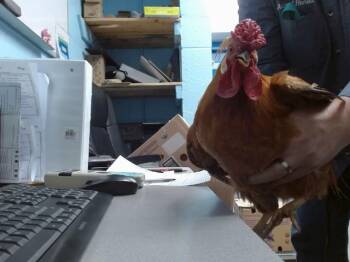 Chicken Birds Available for Adoption in Albuquerque, New Mexico - OSCAR | PetCurious