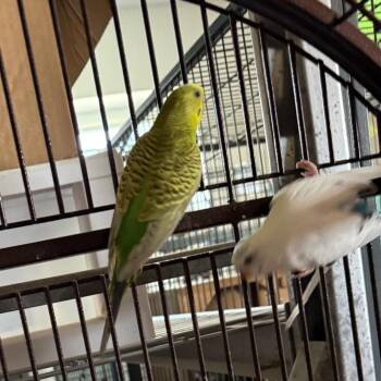 Coco -  Parakeet Bird for Adoption in Quakertown, Pennsylvania - Coco | PetCurious