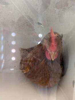 Chicken Birds Available for Adoption in Ontario, California - A008394 | PetCurious