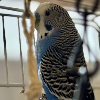 Driver Bob -  Parakeet Bird for Adoption in Glenwood Springs, Colorado - Driver Bob | PetCurious