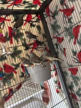Barry -  Finch Bird for Adoption in New Hope, Pennsylvania - Barry | PetCurious