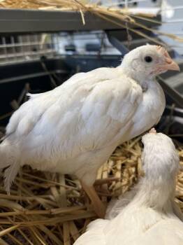 Following Up -  Chicken Bird for Adoption in Roseville, California - Following Up | PetCurious