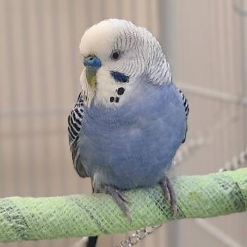 Parakeet Birds Available for Adoption in Kanab, Utah - Patrick | PetCurious