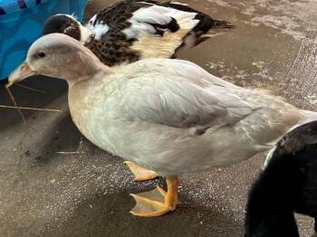 OREGANO -  Duck Bird Available for Adoption in Union, Missouri - OREGANO | PetCurious