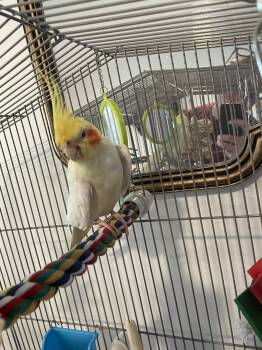 Tiky -  Cockatiel Bird for Adoption in Middletown Township, New Jersey - Tiky | PetCurious