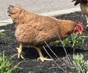 PUMPKIN -  Chicken Bird Available for Adoption in Dedham, Massachusetts - PUMPKIN | PetCurious
