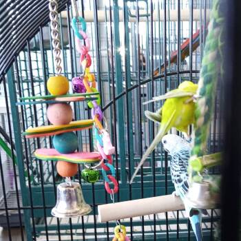 Mango -  Budgie Budgerigar Bird for Adoption in Modesto, California - Mango | PetCurious