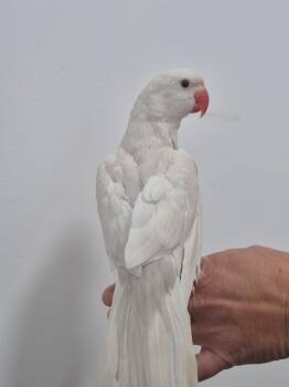 Casper -  Ringneck Psittacula Bird for Adoption in Corona, California - Casper | PetCurious